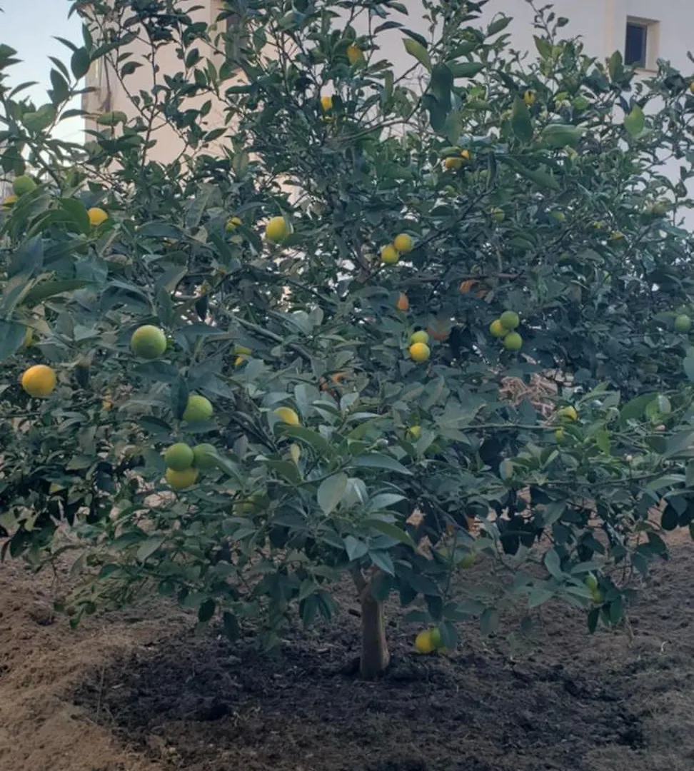 Pomegranates & Olives Guesthouse Durres 0*,